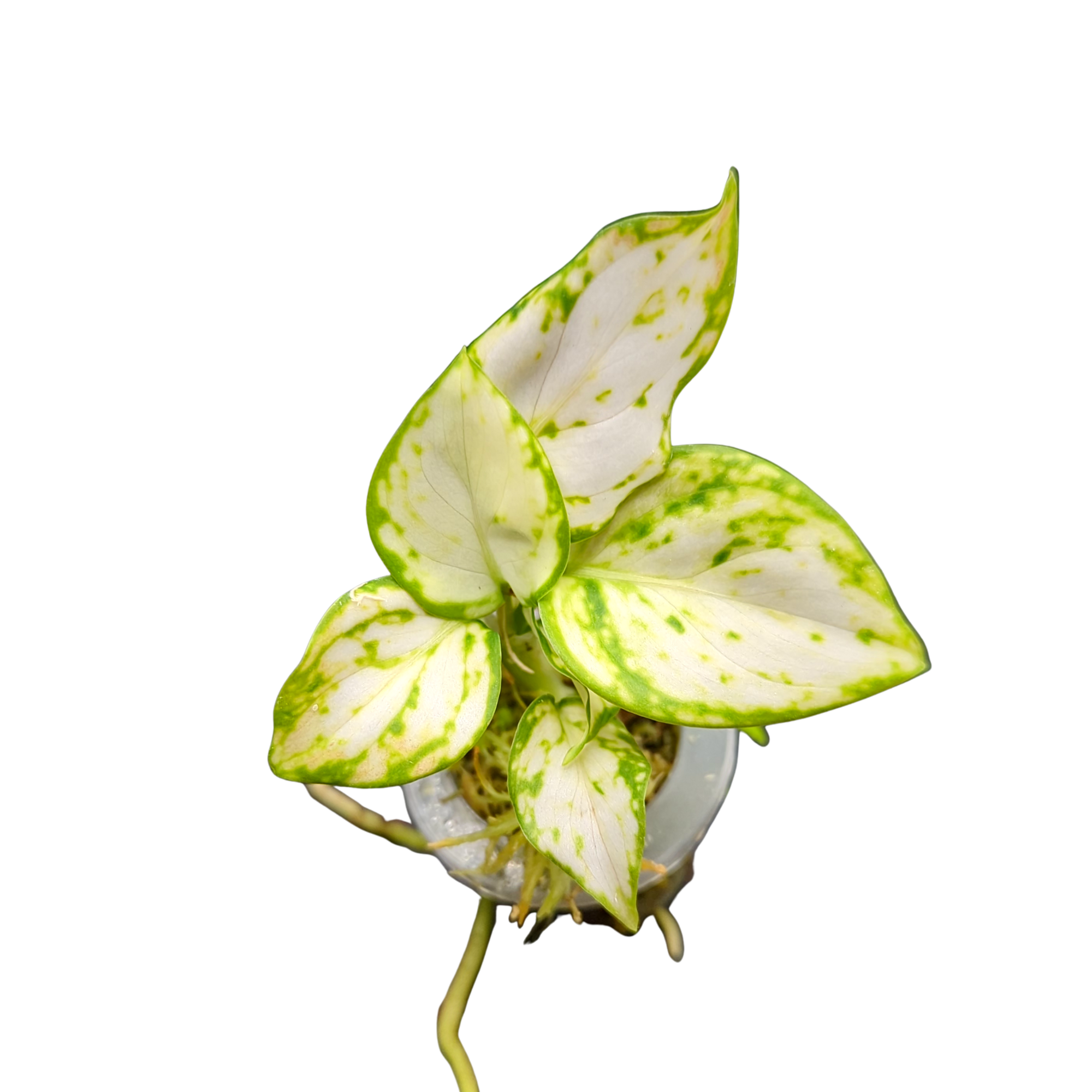 Baby Aglaonema commutatum White Valentine + selbstbewässernder Übertopf